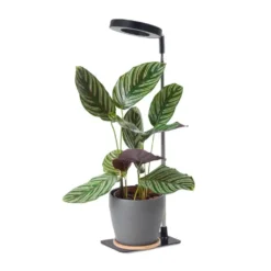 Plantelys Lampe | 2 pak | 4.7 PPF | 5W | Justerbar Højde | Timer | VERDI V2 | Sort