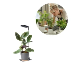 Plantelys Lampe | 4.7 PPF | 5W | Justerbar Højde | Timer | VERDI V2 | Sort