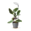 Plantelys Lampe | 4.7 PPF | 5W | Justerbar Højde | Timer | VERDI V2 | Hvid